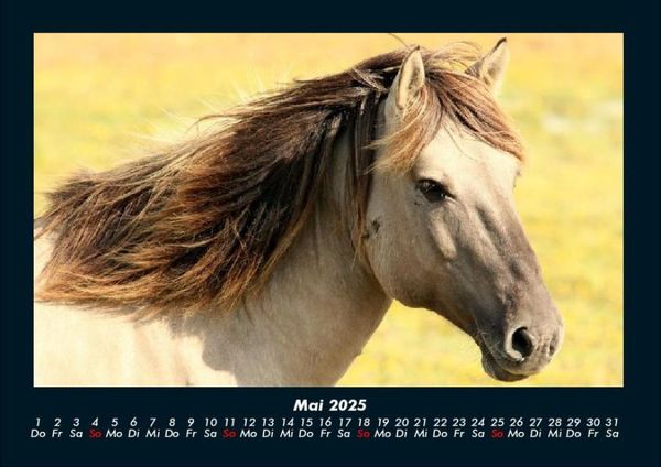 Produktbild: Pferde Kalender 2025 Fotokalender DIN A4