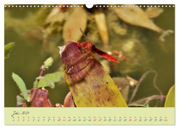 Produktbild: Wildes S&uuml;dfrankreich (Wandkalender 2027 DIN A3 quer), CALVENDO Monatskalender