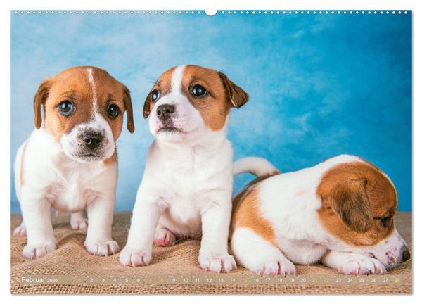 Produktbild: Jack Russell Terrier: flink und verspielt (Wandkalender 2026 DIN A2 quer), CALVENDO Monatskalender
