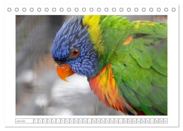 Produktbild: Tiere im Zoo (Tischkalender 2026 DIN A5 quer), CALVENDO Monatskalender