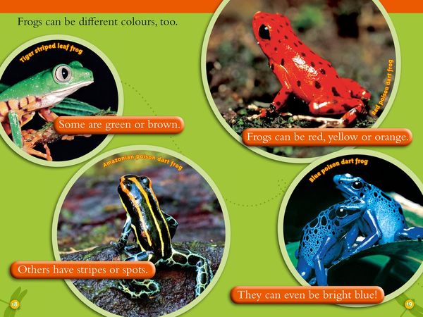 Produktbild: NAT GEO READER - FROGS