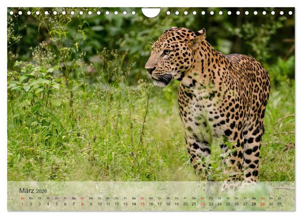 Produktbild: Afrikas sch&ouml;ne Tierwelt (Wandkalender 2026 DIN A4 quer), CALVENDO Monatskalender