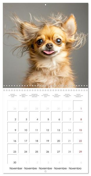 Produktbild: Cute Chihuahua (Wall Calendar 2026 12 &times; 12 Inch) CALVENDO 12 Month Wall Calendar