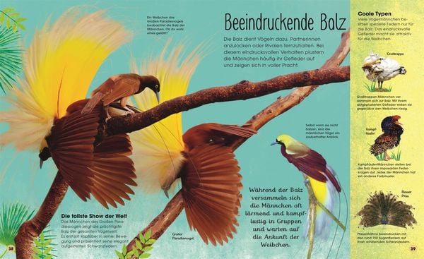 Produktbild: Die schillernde Welt der V&ouml;gel