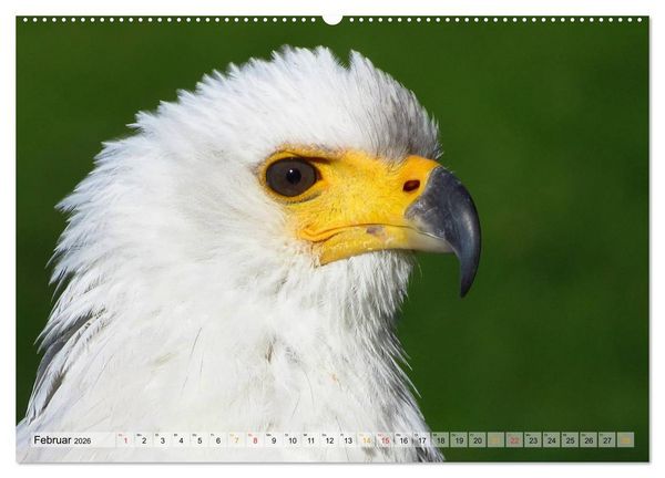 Produktbild: Majest&auml;tische Greifv&ouml;gel (hochwertiger Premium Wandkalender 2026 DIN A2 quer), Kunstdruck in Hochglanz