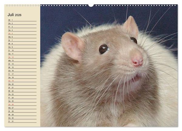 Produktbild: Ratten. Gelehrige Haustiere (Wandkalender 2026 DIN A2 quer), CALVENDO Monatskalender