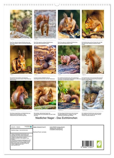 Produktbild: Niedlicher Nager - Das Eichh&ouml;rnchen (hochwertiger Premium Wandkalender 2026 DIN A2 hoch), Kunstdruck in Hochglanz