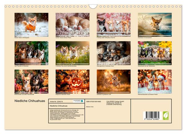 Produktbild: Niedliche Chihuahuas (Wandkalender 2027 DIN A3 quer), CALVENDO Monatskalender