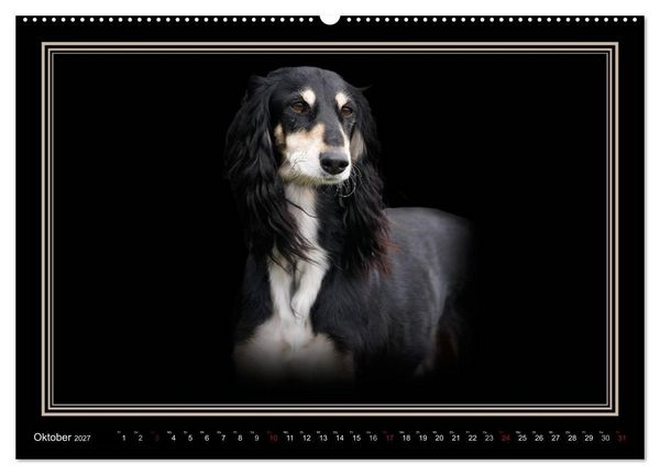 Produktbild: Saluki 2027 (hochwertiger Premium Wandkalender 2027 DIN A2 quer), Kunstdruck in Hochglanz