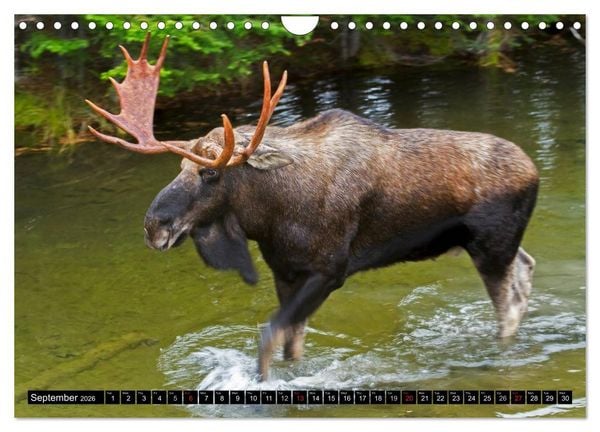Produktbild: MOOSE Of The Northern Woods (Wall Calendar 2026 DIN A4 landscape), CALVENDO 12 Month Wall Calendar