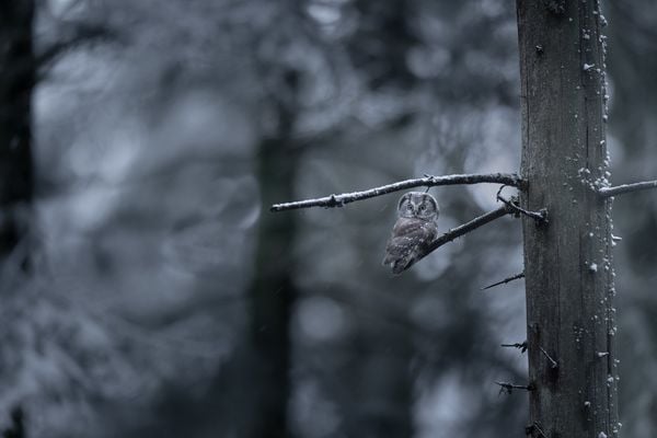 Produktbild: Das Fl&uuml;stern der W&auml;lder