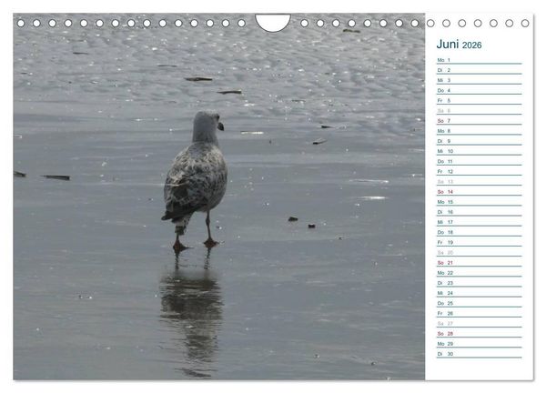 Produktbild: M&ouml;wen - Von der Ostsee bis zum Atlantik (Wandkalender 2026 DIN A4 quer), CALVENDO Monatskalender