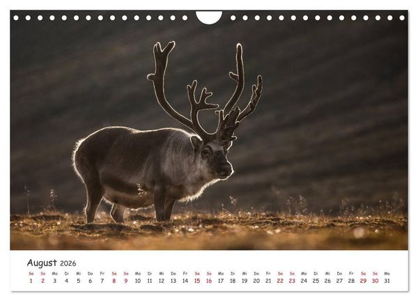 Produktbild: Rentiere (Wandkalender 2026 DIN A4 quer), CALVENDO Monatskalender