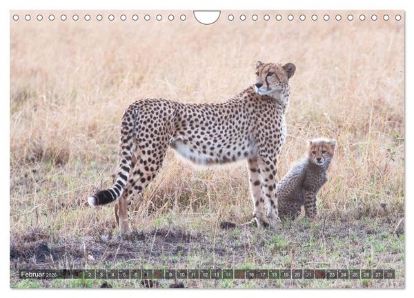 Produktbild: Raubkatzen Afrikas (Wandkalender 2026 DIN A4 quer), CALVENDO Monatskalender