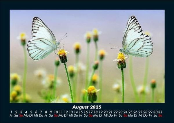 Produktbild: Bunte Pracht der Schmetterlinge 2025 Fotokalender DIN A5