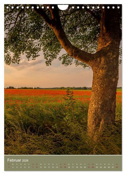 Produktbild: Mohnblumen - kraftvoll und zart (Wandkalender 2026 DIN A4 hoch), CALVENDO Monatskalender