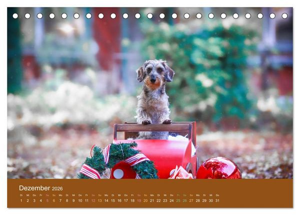 Produktbild: Der Dackel (Tischkalender 2026 DIN A5 quer), CALVENDO Monatskalender