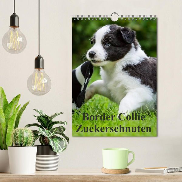 Produktbild: Border Collie Zuckerschnuten (Wandkalender 2026 DIN A4 hoch), CALVENDO Monatskalender