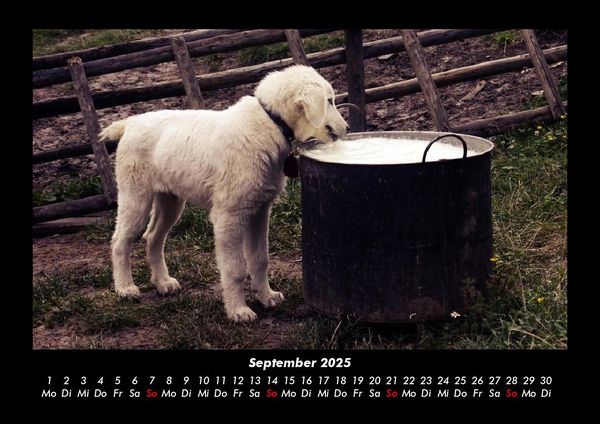 Produktbild: Welpen 2025 Fotokalender DIN A3