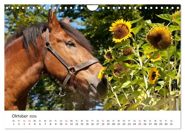Produktbild: Kaltblut - schwere Pferde mit Herz (Wandkalender 2026 DIN A4 quer), CALVENDO Monatskalender