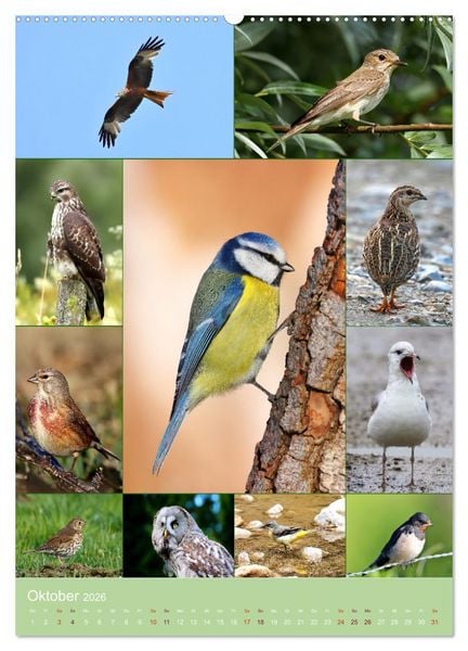 Produktbild: Alles f&uuml;r die V&ouml;gel (Wandkalender 2026 DIN A2 hoch), CALVENDO Monatskalender