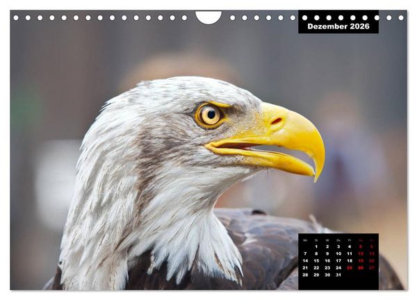 Produktbild: Greifv&ouml;gel - Herrscher der L&uuml;fte (Wandkalender 2026 DIN A4 quer), CALVENDO Monatskalender