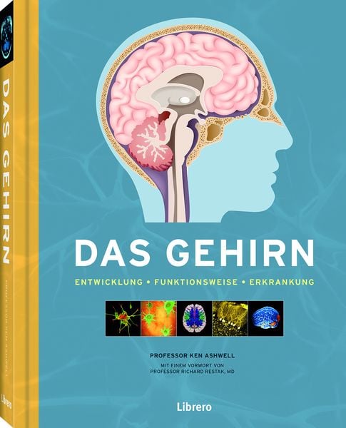 Das Gehirn, Taschenbuch von Ken Ashwell, Librero, 978-94-6359-303-8