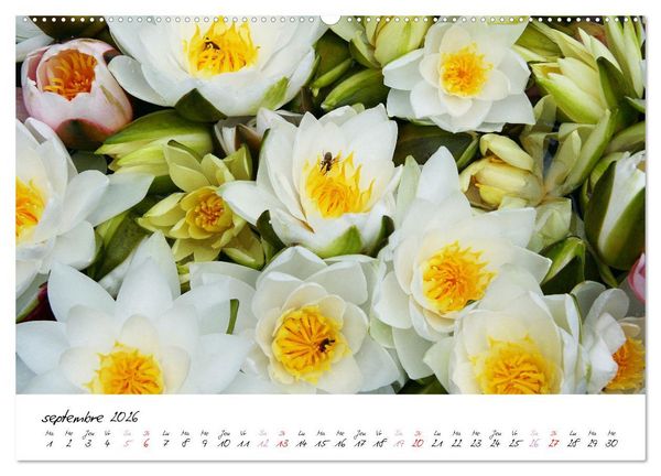 Produktbild: N&eacute;nuphars enchanteurs (Calendrier mural 2026 DIN A2 vertical), CALVENDO calendrier mensuel