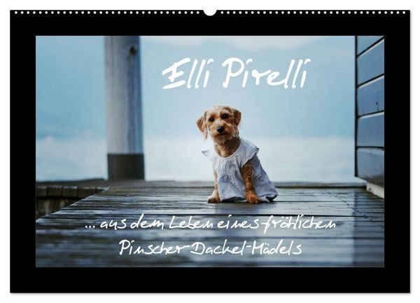 Produktbild: Elli Pirelli... aus dem Leben eines fr&ouml;hlichen Pinscher-Dackel-M&auml;dels (Wandkalender 2026 DIN A2 quer), CALVENDO Monatskalender
