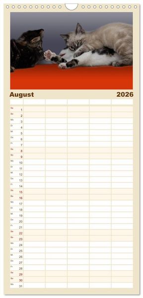 Produktbild: Familienplaner 2026 - Katzenbabys beobachtet mit 5 Spalten (Wandkalender, 21 x 45 cm) CALVENDO