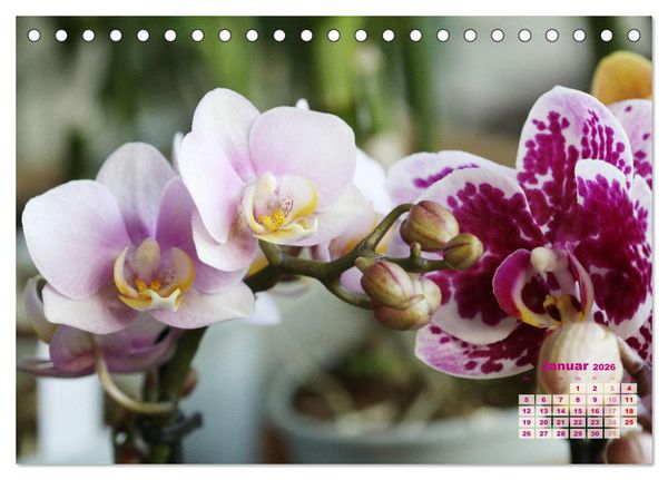 Produktbild: Sch&ouml;nste Orchideen (Tischkalender 2026 DIN A5 quer), CALVENDO Monatskalender