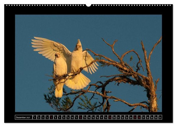 Produktbild: V&ouml;gel von "Down Under" Australien (Wandkalender 2027 DIN A2 quer), CALVENDO Monatskalender