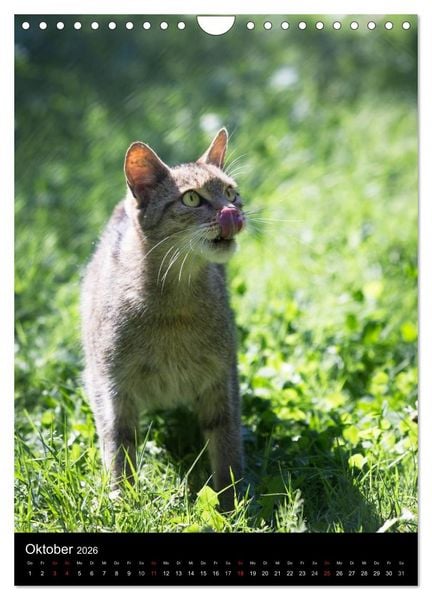 Produktbild: Wildkatzen - scheue J&auml;ger (Wandkalender 2026 DIN A4 hoch), CALVENDO Monatskalender