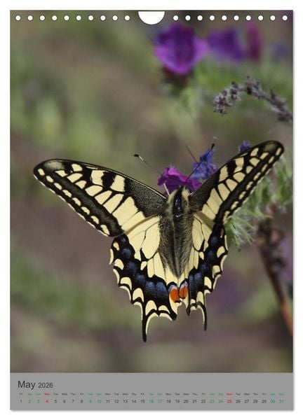 Produktbild: Wildlife of Spain (Wall Calendar 2026 DIN A4 portrait), CALVENDO 12 Month Wall Calendar