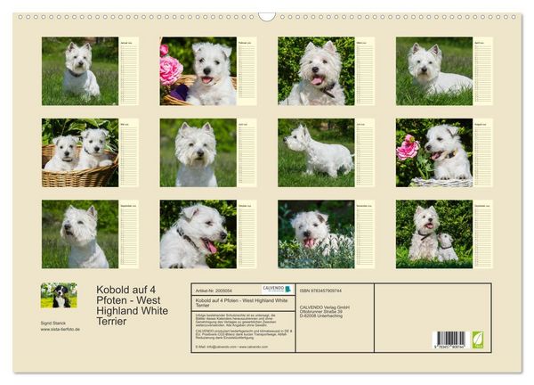 Produktbild: Kobold auf 4 Pfoten - West Highland White Terrier (Wandkalender 2026 DIN A2 quer), CALVENDO Monatskalender
