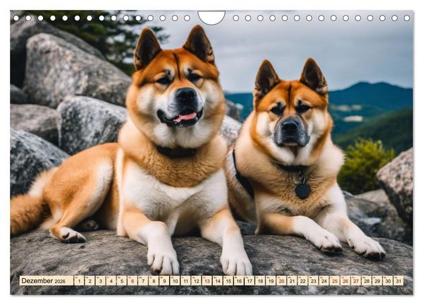 Produktbild: Akita Inu - Inbegriff der Treue (Wandkalender 2026 DIN A4 quer), CALVENDO Monatskalender