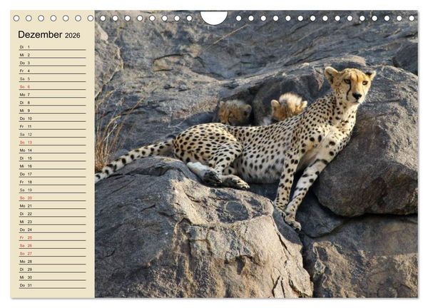 Produktbild: Die Lautlosen. Geparden und Leoparden (Wandkalender 2026 DIN A4 quer), CALVENDO Monatskalender