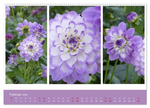 Produktbild: Dahlien-Triplets (hochwertiger Premium Wandkalender 2026 DIN A2 quer), Kunstdruck in Hochglanz