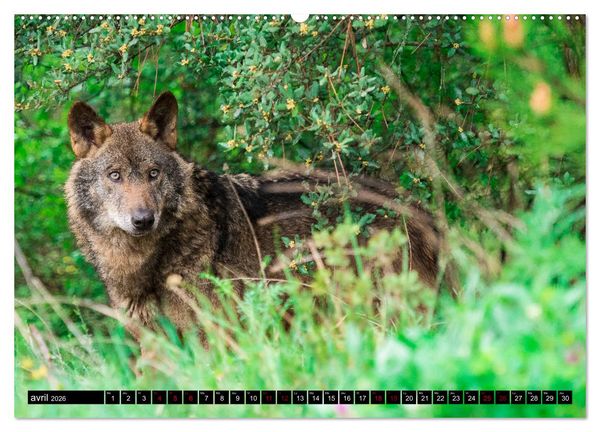 Produktbild: Le loup: l'esprit sauvage (Calendrier mural 2026 DIN A2 vertical) calendrier de bureau