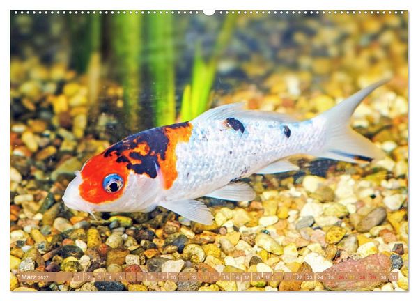 Produktbild: Koi: Juwelen im Teich (Wandkalender 2027 DIN A2 quer), CALVENDO Monatskalender