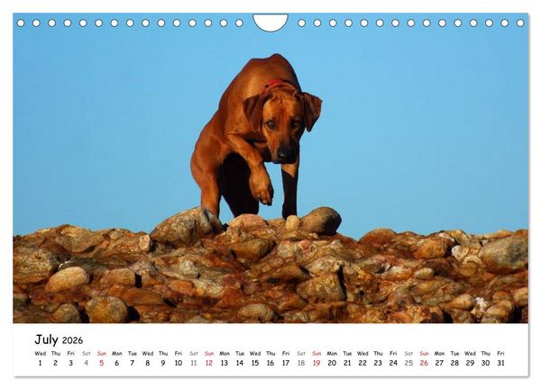 Produktbild: Rhodesian Ridgebacks (Wall Calendar 2026 DIN A4 landscape), CALVENDO 12 Month Wall Calendar