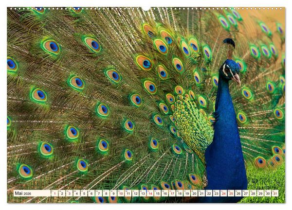 Produktbild: Faszinierende H&uuml;hnerv&ouml;gel (hochwertiger Premium Wandkalender 2026 DIN A2 quer), Kunstdruck in Hochglanz
