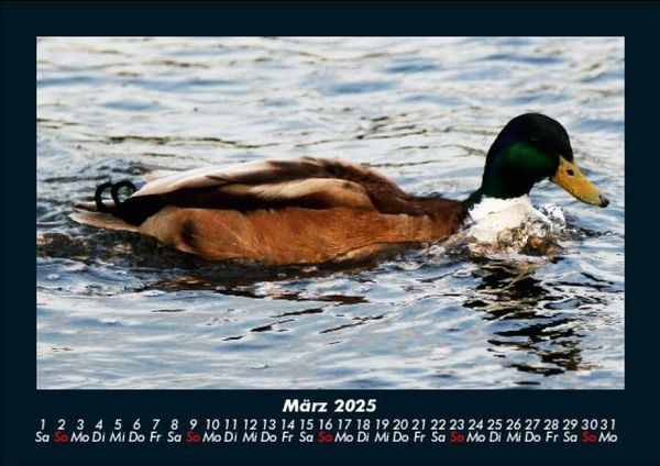 Produktbild: Enten 2025 Fotokalender DIN A5