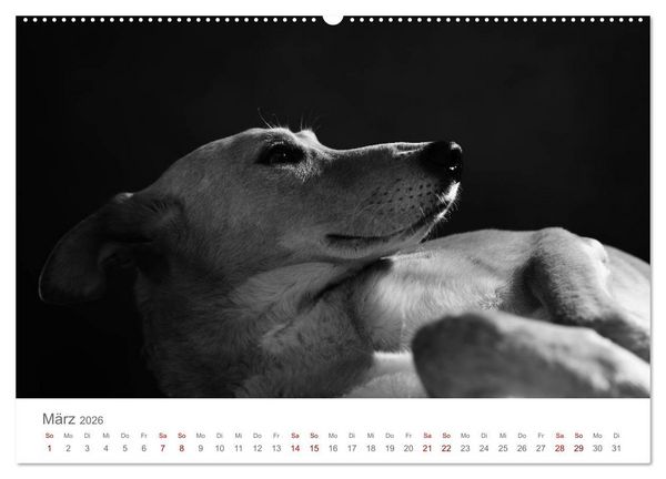 Produktbild: Hundeportraits Fine Art (hochwertiger Premium Wandkalender 2026 DIN A2 quer), Kunstdruck in Hochglanz
