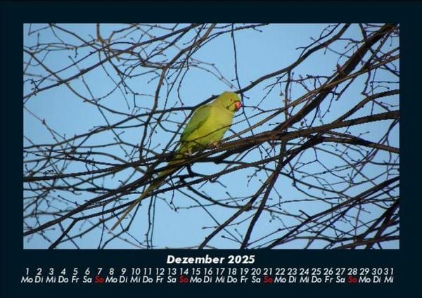 Produktbild: Vögel 2025 Fotokalender DIN A5