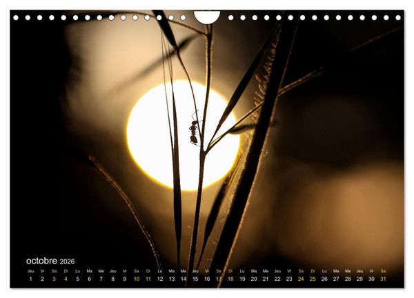 Produktbild: Au c&oelig;ur d&rsquo;une nature color&eacute;e (Calendrier mural 2026 DIN A4 vertical), CALVENDO calendrier mensuel