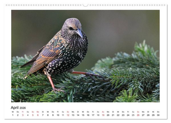 Produktbild: Heimische Gartenv&ouml;gel - Gefiederte Freunde (hochwertiger Premium Wandkalender 2026 DIN A2 quer), Kunstdruck in Hochglanz