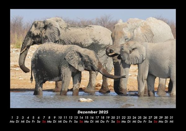 Produktbild: Der Elefantenkalender 2025 Fotokalender DIN A3