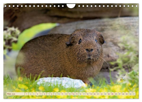Produktbild: MEERSCHWEINCHEN neugierig - s&uuml;&szlig; - liebenswert (Wandkalender 2026 DIN A4 quer), CALVENDO Monatskalender