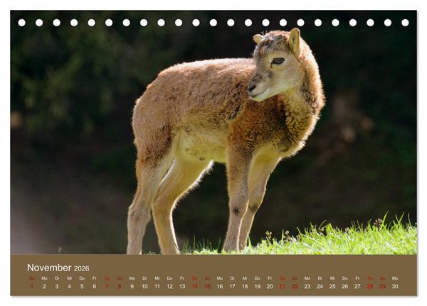 Produktbild: Die lieben Kleinen ... Tierkinder einfach zum Knuddeln (Tischkalender 2026 DIN A5 quer), CALVENDO Monatskalender